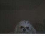 Donut The Dog Cult