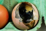 Rotten-ed Egg's