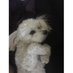 Teddy's group