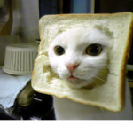 Gatos con pan