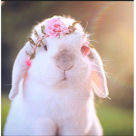 Darling Bunnies