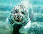 Tigerloversandfans