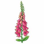 The Foxglove Association