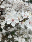 blossom dance studio, ora