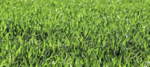 grass giveaways