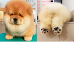 only if u like dogs
