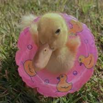 Un grupo de patos