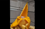 The Great Banana Rat Cult