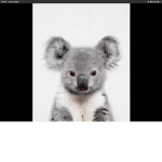 Koalas Homebase