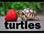 Turtler