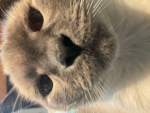 Kawaii kitty llama