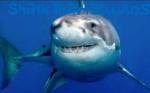Shark team Studios