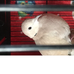 Do you love birds I do
