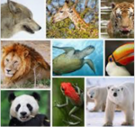 Save the Animals! For the future.