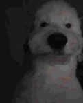 bobux.free