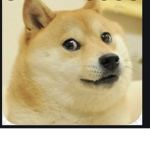 Doge fans allowed