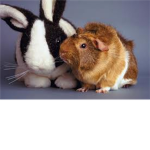 Pet Shop!