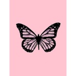 The Pink Butterfly’s