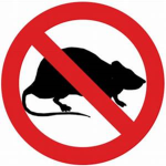 no rats pls
