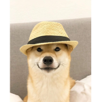 Doge testing