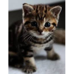 KITTY CRU