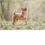 The Amazing Shiba Club