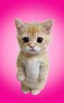 EL GATO FOR LIFE!!