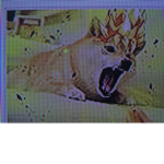 Dat doge club
