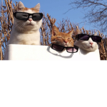 meow meow meow power