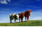 United cow army :)
