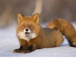 the foxes :D