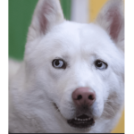 Husky dog club