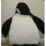 penguins826 fan club