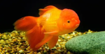 goldfish nation!!!