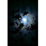 Midnightsflower