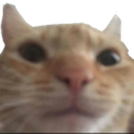 o c e a n s q u a d