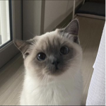 pyu