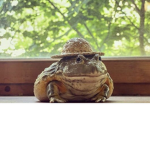The Froggy army team