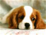 puppy lovaz