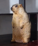 Marmot Bros INC TM