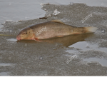 Fish out the water very FLOPPY