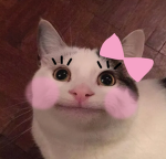Cozy Blox_Emote