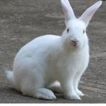 Bunnys are cute :)