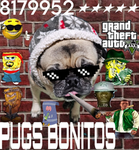 Pugs bonitos