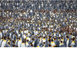 Epic Gamer Peguins