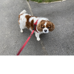 Cavalier tycoon