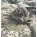 Sophieeee Fan Group