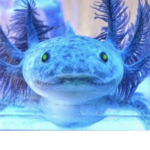 Axolotl fishy