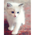 Kitty kenzie