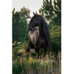 Cloudy night equestrians